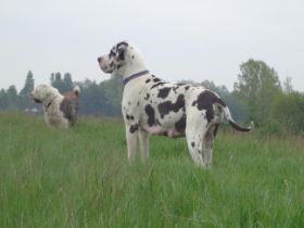tidadeich.JPG